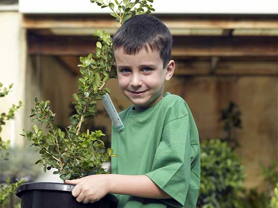 Small boy carrying a potted rosebush